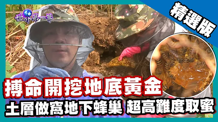 【缅甸】搏命开挖地底黄金 地下蜂巢超高难度取蜜作业｜《世界第一等》826集精华版 - 天天要闻