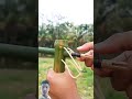 #video Bamboo creations #bamboo #bambooart #bambooshoot