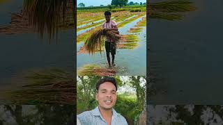 Farmer's hard work? 😎❤️ Sigma rule | inspirational quotes motivational quotes #shorts #motivational