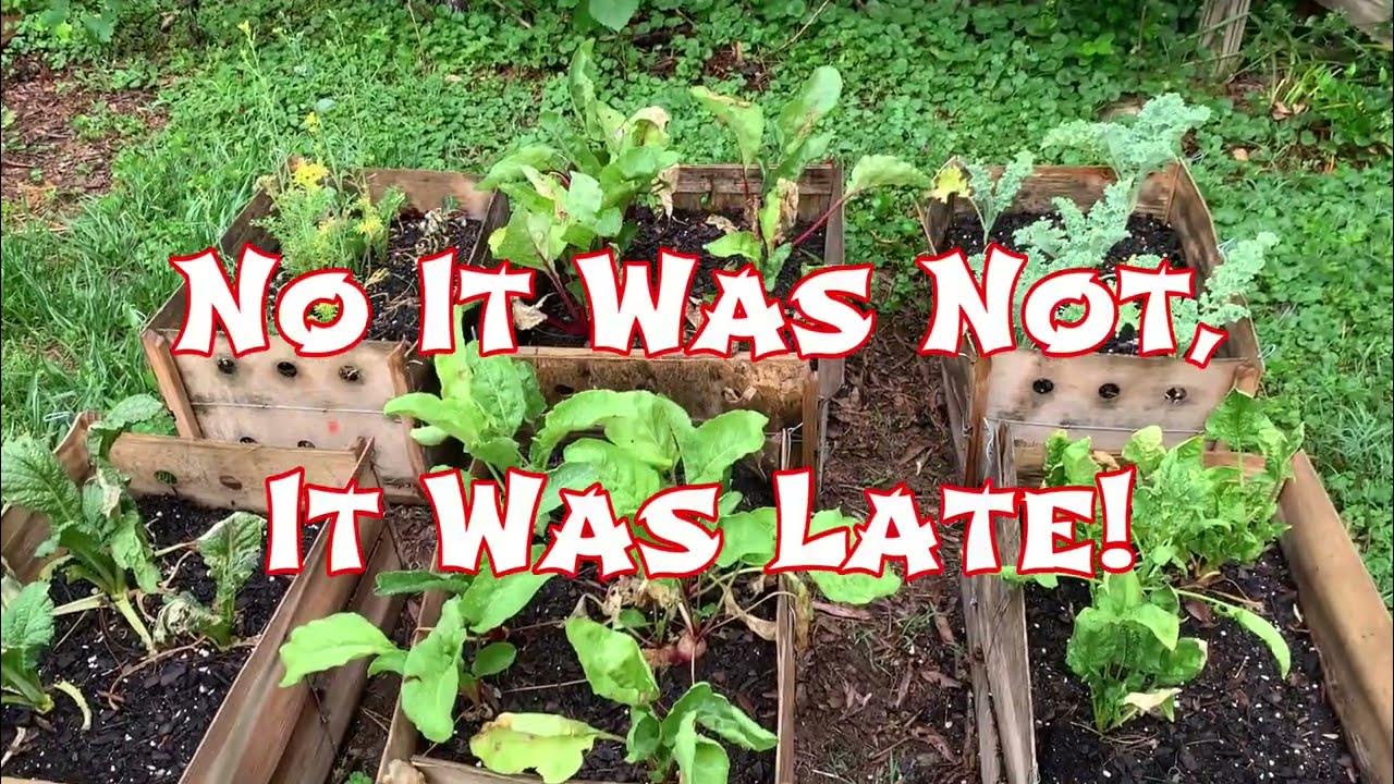 How Long Do Beets Take To Grow ? Real Demonstration YouTube