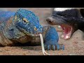 HONEY BADGER vs KOMODO DRAGON - कौन किस पर पडेगा भारी | Real Fight Of Komodo Dragon and Honey Badger