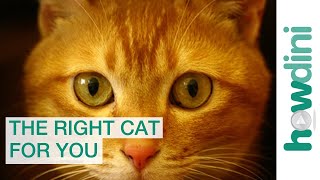 How to choose a cat that's right for your family