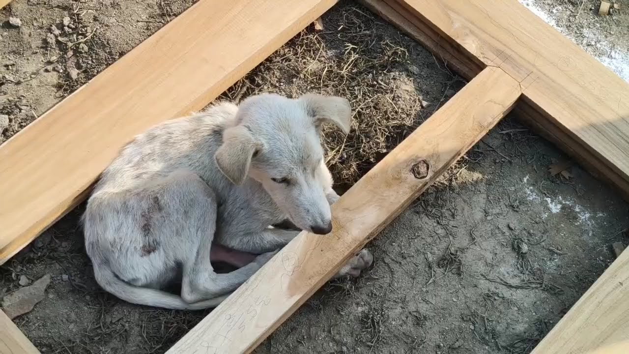 Masoom Sharma hits songs 