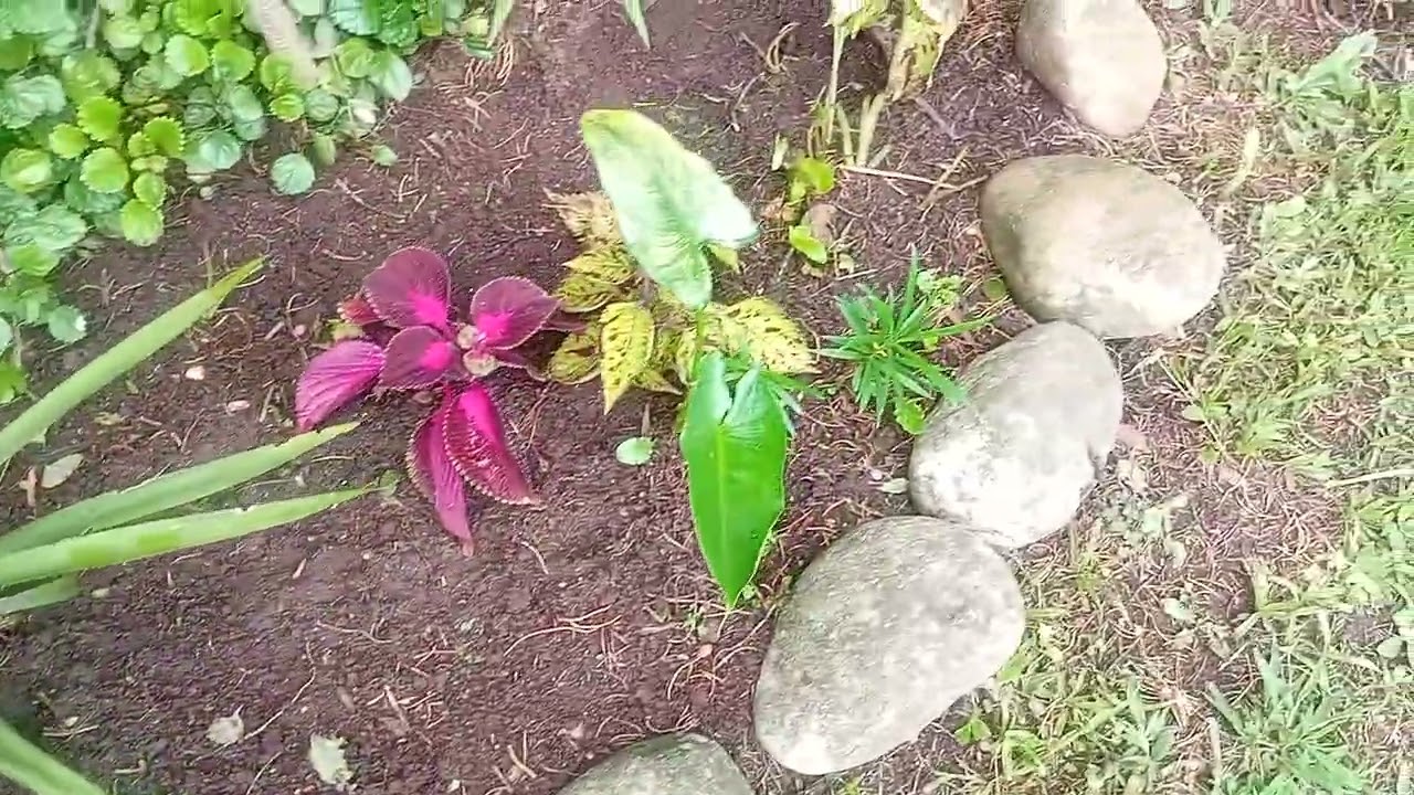 Um pouco mais das minhas plantas.
