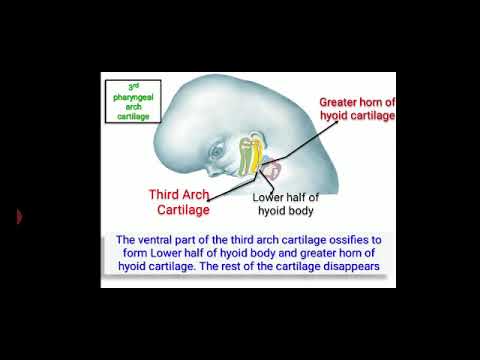 Development of Pharyngeal and aortic arches - YouTube