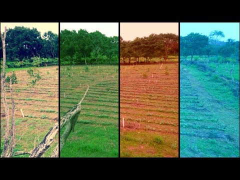 Video: ¿Qué es el diseño agrícola en la agricultura?