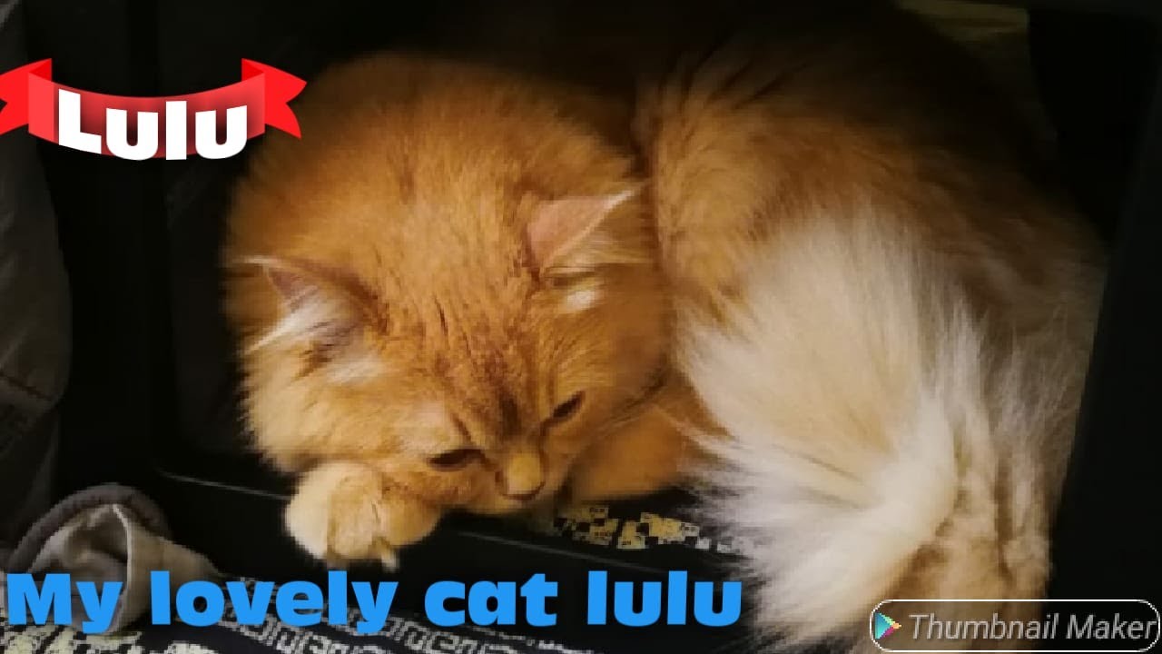My lovely pet cat Lulu YouTube