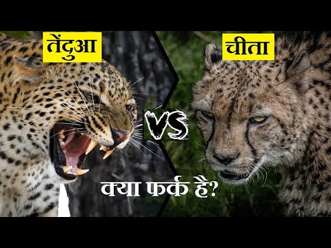 वीडियो: क्या तेंदुआ और तेंदुआ एक जैसे होते हैं?