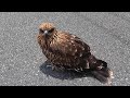 トンビを助けたらたくさん置き土産をもらいました!