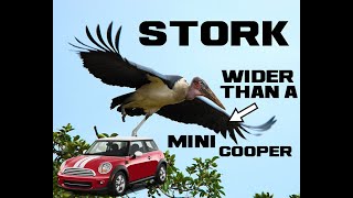 10 Stork Facts - The Lanky Baby Bringer - Animal A Day