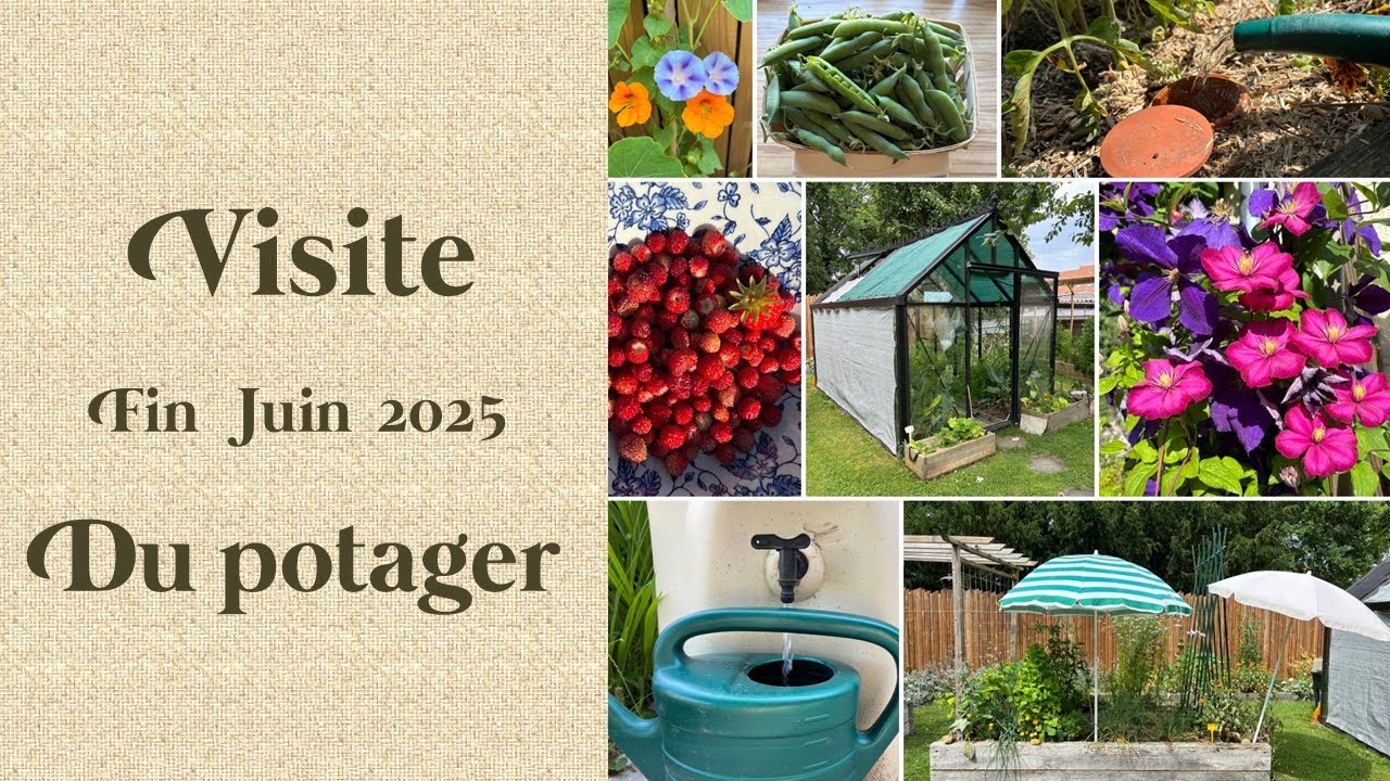 Visite du potager et de la serre fin juin avec 32°