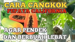 Cara Cangkok Pepaya Kalifornia