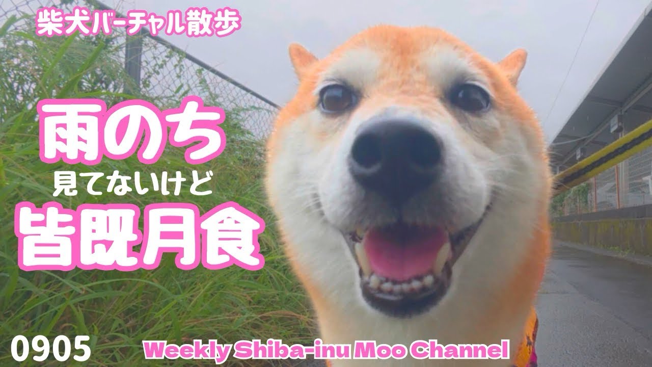 【柴犬】雨のち皆既月食（見てないけど） 