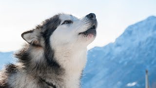 Exercising an Alaskan Malamute Puppy: Tips and Advice