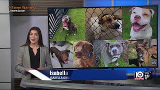 Humane Society of Central Texas mourns loss of seven dogs put down