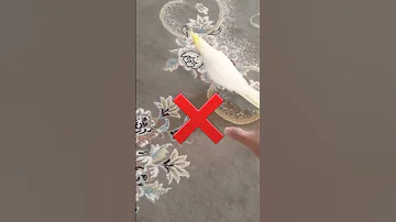اینجوری عروس هلندی رو بگیر تا فرار نکنه ازت 