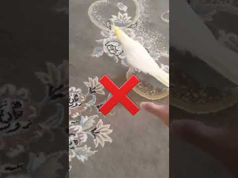 اینجوری عروس هلندی رو بگیر تا فرار نکنه ازت