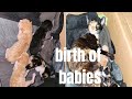 Mira el comportamiento de los gatitos bebés recién nacidos