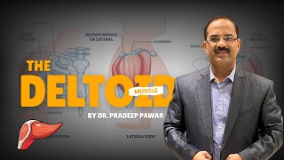 Master The Deltoid In 15 Min Origin, Insertion, Actions & Applied Anatomy Dr. Pradeep Pawar