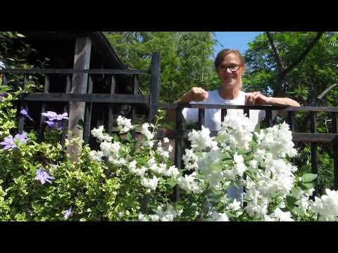 Video: Moving A Mock Orange Bush - Tips on How To Transplant A Mock Orange Bush