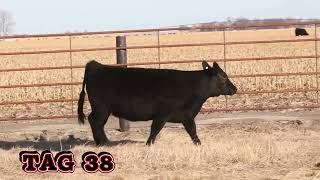 3 SimAngus - Open Replacement Heifers For Sale