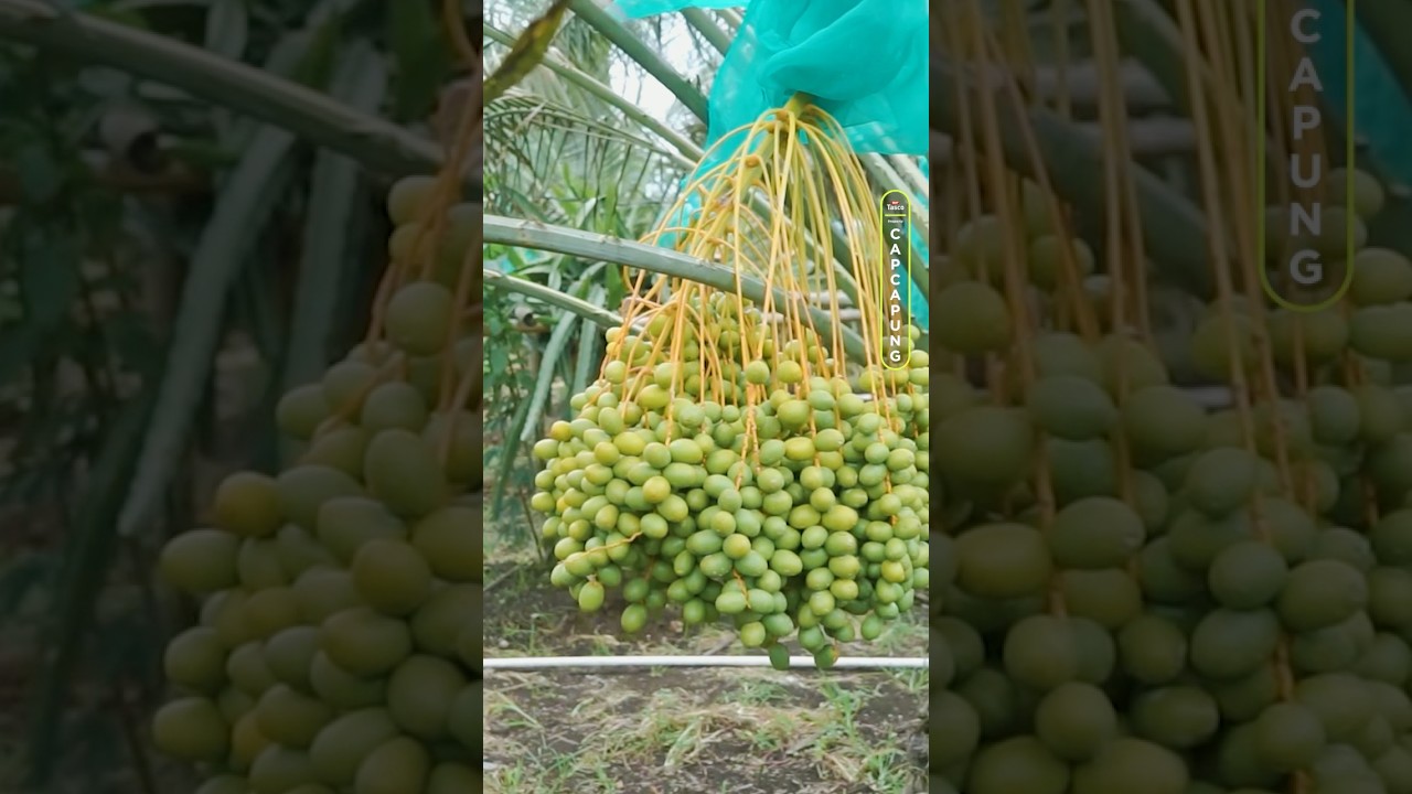 KEBUN KURMA INI BISA BERBUAH LEBAT DAN SUBUR DICUACA DINGIN DI SUMUT
