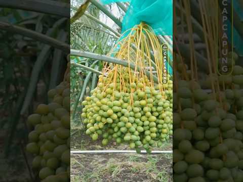 KEBUN KURMA INI BISA BERBUAH LEBAT DAN SUBUR DICUACA DINGIN DI SUMUT
