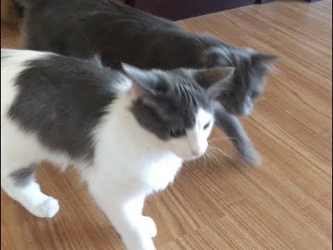 cats eating litter Kittens Are Scared of Appliances and Play In a Box Playground - Feral Kitten Socialization