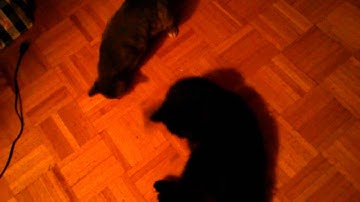 Stoned kitty cat wrestlemania