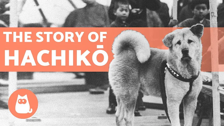 The EMOTIONAL Story of HACHIKO: The faithful dog 🐶