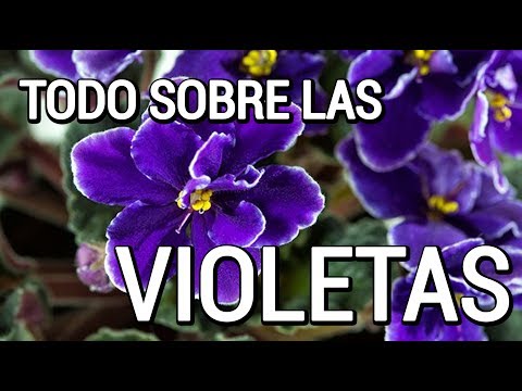 Video: Violetas Y Como Cuidarlas