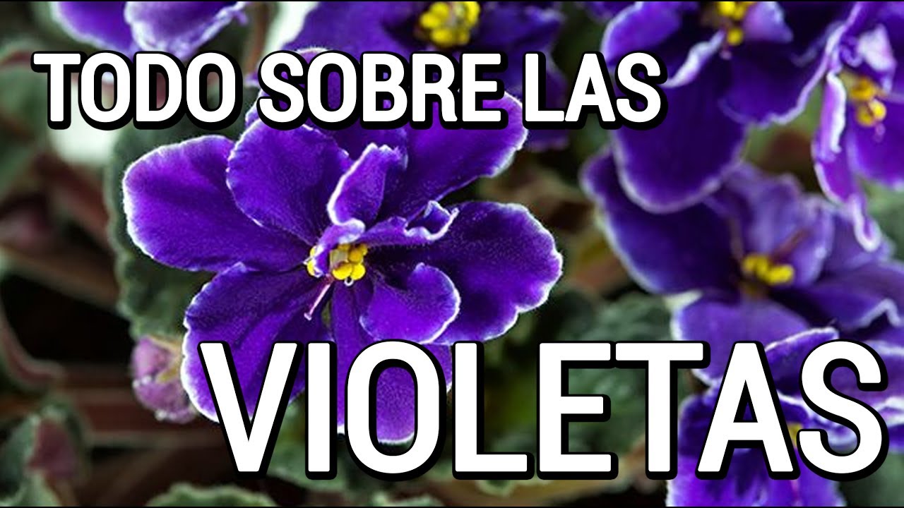 Aprende como cuidar de las violetas - YouTube