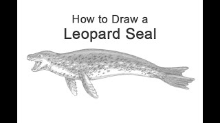 How to Draw a Leopard Seal