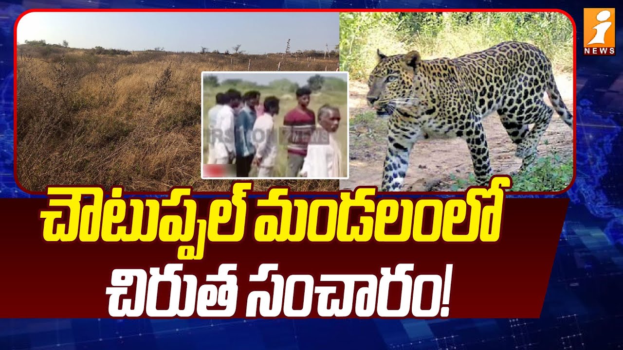 చౌటుప్పల్ చిరుత సంచారం! | Leopard Sighting in Choutuppal Mandal | iNews Telugu