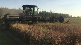 Swathing Organic peas intercropped with mustard