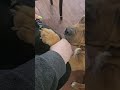 Quiet Pet Nail Grinder for Dogs & Cats | Easy At-Home Nail Care