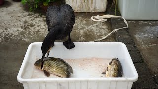 Can A Cormorant Eat Two 30Cm Fish?