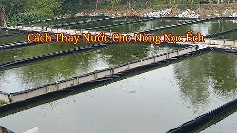 Cách Thay Nước Cho Nòng Nọc Ếch. Kỹ Thuật Chăm Sóc Nòng Nọc