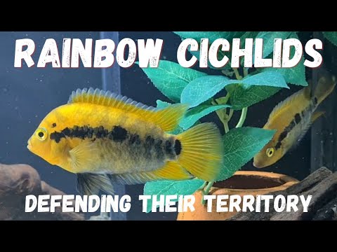 RAINBOW CICHLIDS | HEROTILAPIA MULTISPINOSA