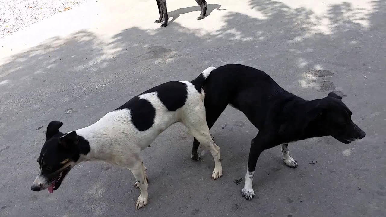 Cachorro comendo a cachorra