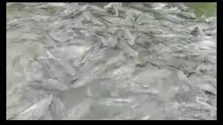 Tuipui D Sangha Hi Ahmuh Nawm Lutuk