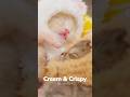 Baby Crispy &amp; Cream 😻💖🌈