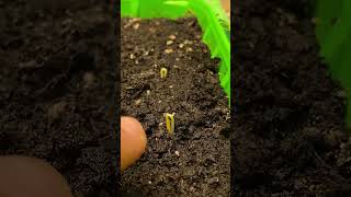 do this with peppers after germination #garden #seeds #papper #seedling