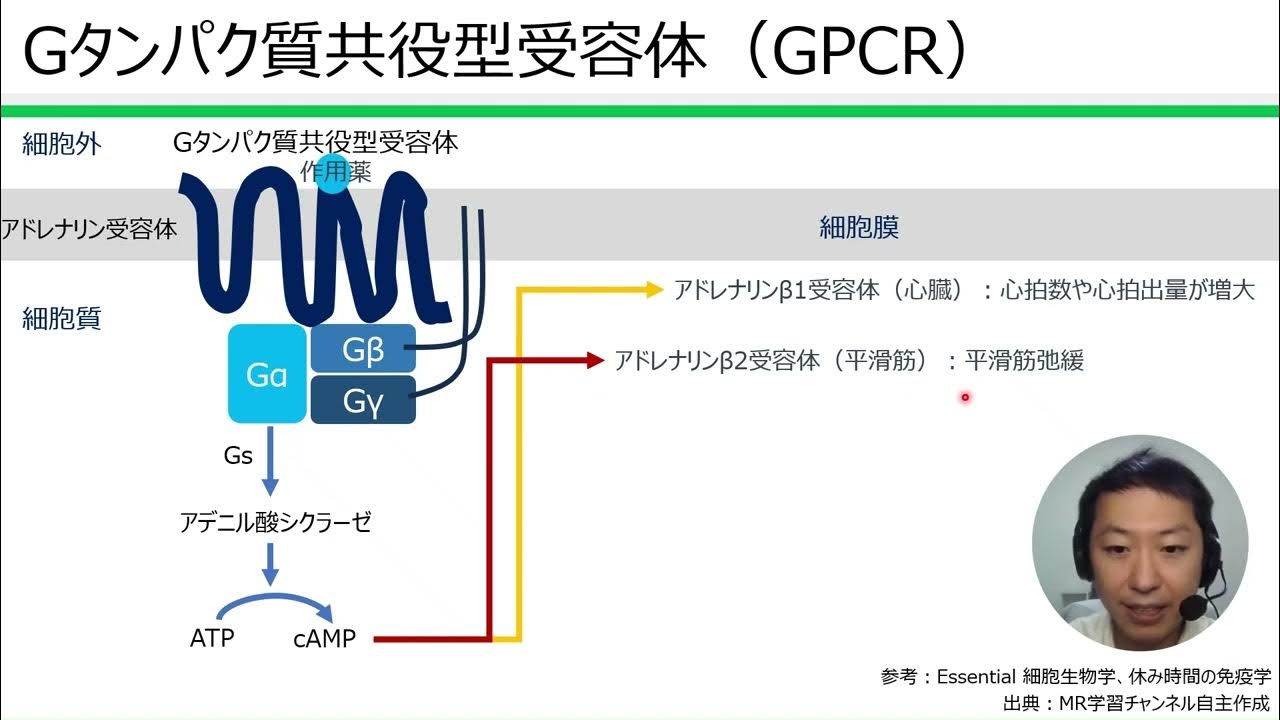 Gタンパク質共役型受容体（GPCR） YouTube
