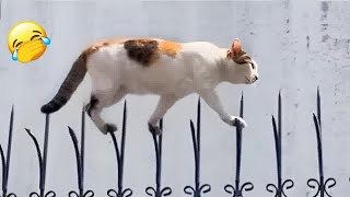 You Laugh You Lose Dogs And Cats  Funniest Animals #18