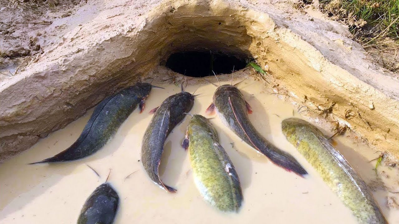 Amazing fishing 2020 Finding catfish in underground hole dry season