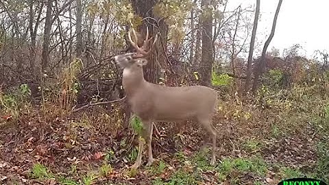 Fire Up Big Bucks with Mock Scrapes - Deer Hunting