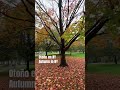 Otoño en NY #nyc #travel #nyctourism #nyctravel #nuevayork #travelvlog #autumn #otoño