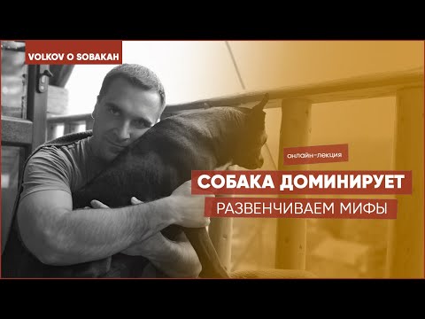 Собака доминирует - мифы о доминировании собак. Доминирование собак. Доминантная собака