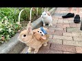 弟うさぎを心配する兄うさぎが可愛すぎる Brother Rabbit Is Too Cute To Worry About His Younger Brother Rabbit No 139 弟うさぎを心配する兄うさぎが可愛すぎる Brother Rabbit Is Too Cute To Worry About His Younger Brother Rabbit No 139